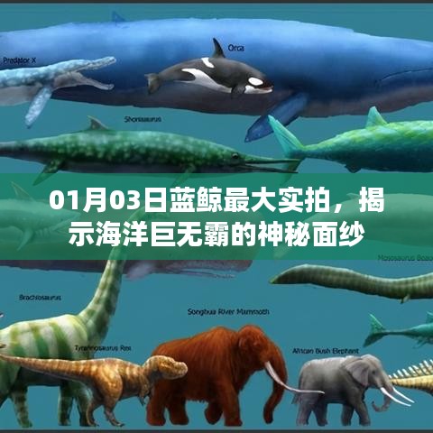 蓝鲸神秘面纱揭秘，实拍最大海洋巨兽