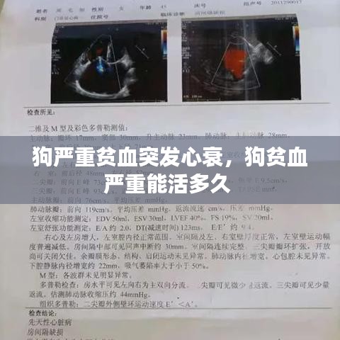 狗严重贫血突发心衰，狗贫血严重能活多久 