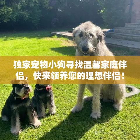 独家宠物小狗寻找温馨家庭伴侣，快来领养您的理想伴侣！
