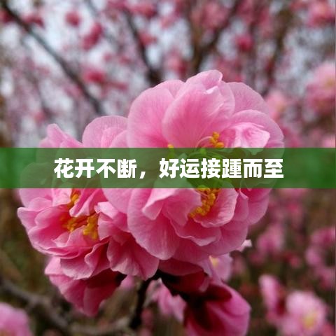 花开不断，好运接踵而至