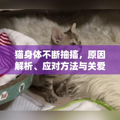 猫身体不断抽搐，原因解析、应对方法与关爱贴士