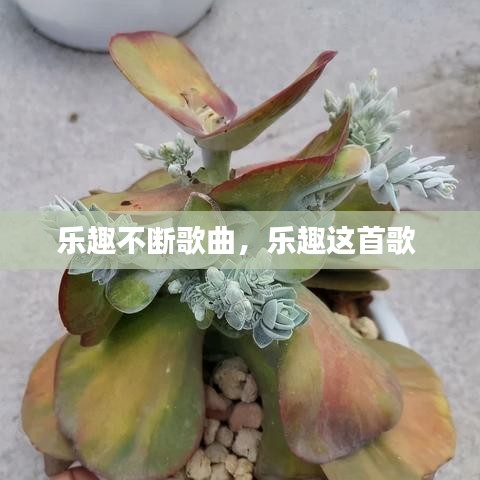 乐趣不断歌曲，乐趣这首歌 