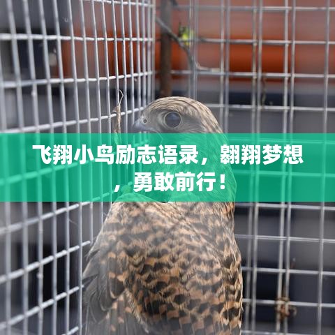 飞翔小鸟励志语录,翱翔梦想,勇敢前行!