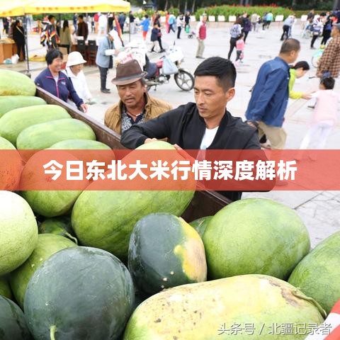 今日东北大米行情深度解析