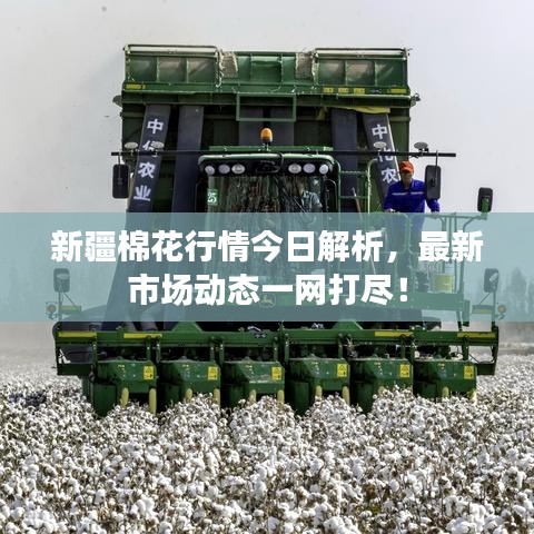 新疆棉花行情今日解析，最新市场动态一网打尽！