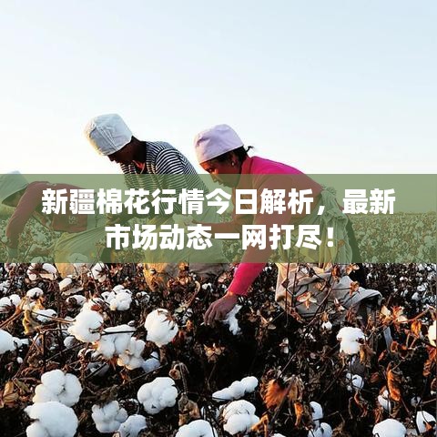 新疆棉花行情今日解析,最新市场动态一网打尽!