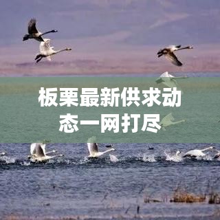 板栗最新供求动态一网打尽