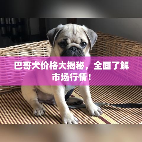 巴哥犬价格大揭秘，全面了解市场行情！