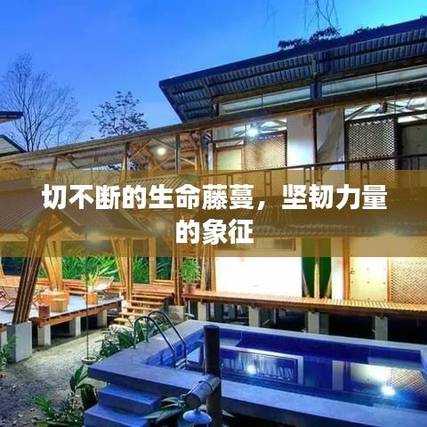 切不断的生命藤蔓，坚韧力量的象征