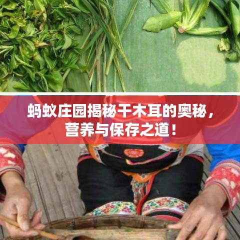 蚂蚁庄园揭秘干木耳的奥秘,营养与保存之道!