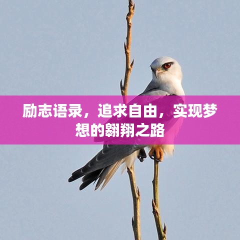 励志语录，追求自由，实现梦想的翱翔之路