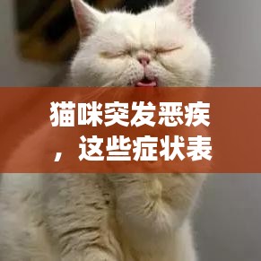 猫咪突发恶疾，这些症状表现你必须知道