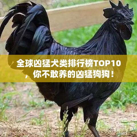 全球凶猛犬类排行榜TOP10，你不敢养的凶猛狗狗！