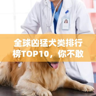 全球凶猛犬类排行榜TOP10,你不敢养的凶猛狗狗!