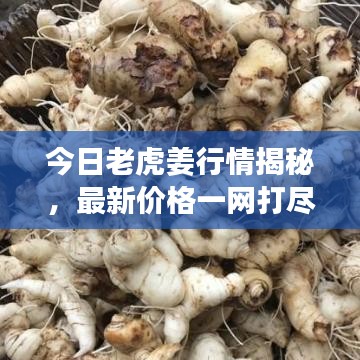 今日老虎姜行情揭秘，最新价格一网打尽！
