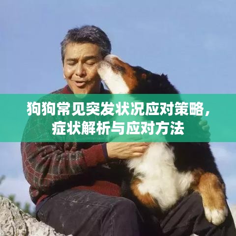 狗狗常见突发状况应对策略，症状解析与应对方法
