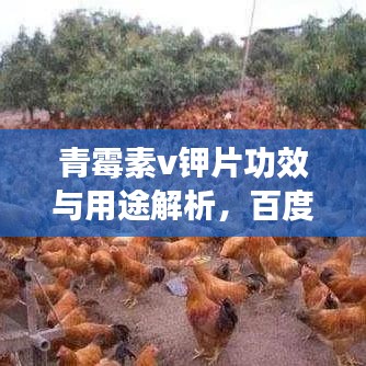 青霉素v钾片功效与用途解析，百度权威收录标题推荐