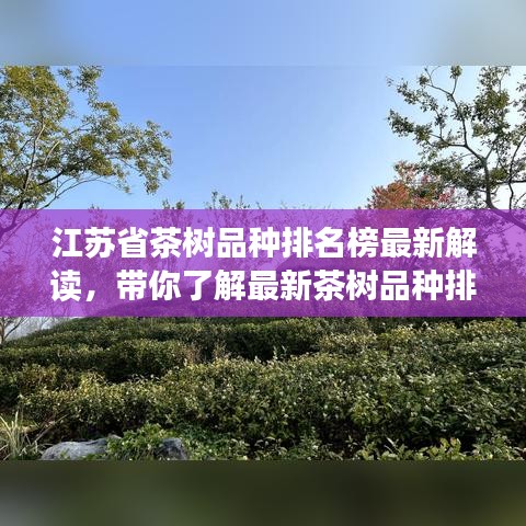 江苏省茶树品种排名榜最新解读，带你了解最新茶树品种排名资讯！