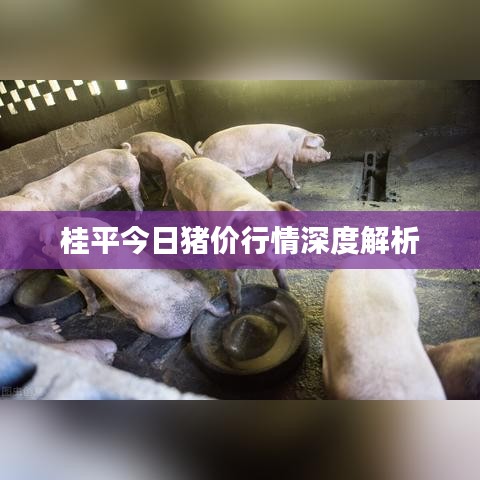 桂平今日猪价行情深度解析