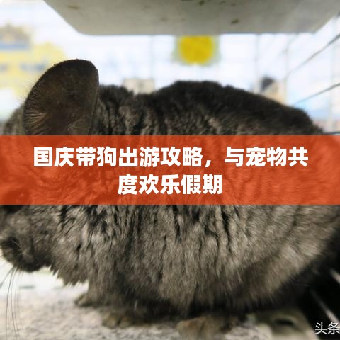 国庆带狗出游攻略,与宠物共度欢乐假期