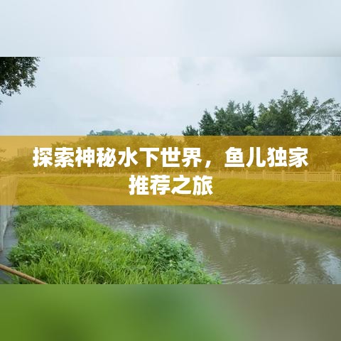 探索神秘水下世界，鱼儿独家推荐之旅