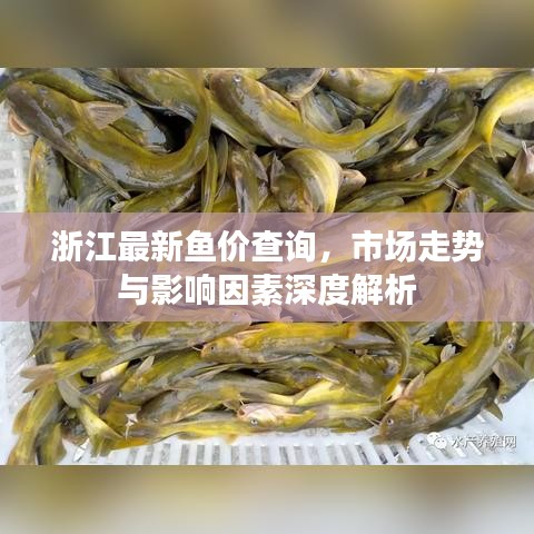 浙江最新鱼价查询，市场走势与影响因素深度解析