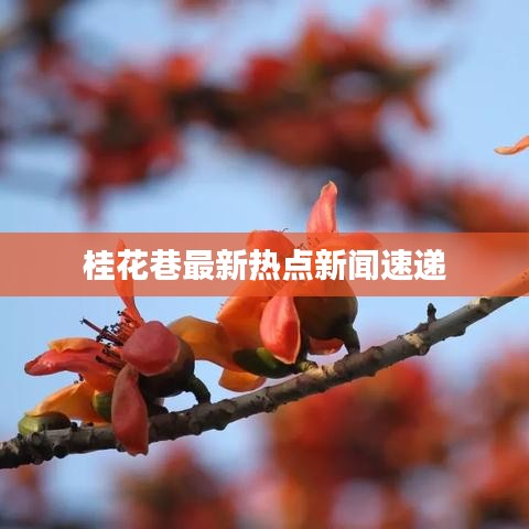 桂花巷最新热点新闻速递