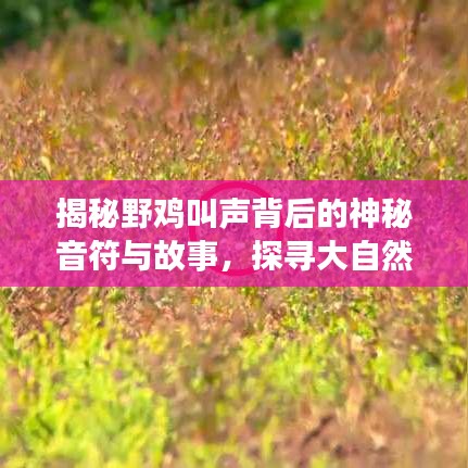 揭秘野鸡叫声背后的神秘音符与故事，探寻大自然的奥秘