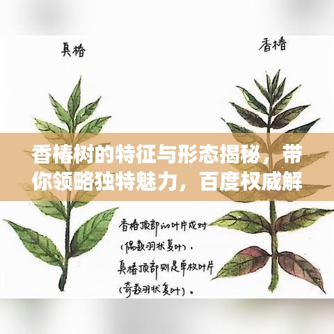 香椿树的特征与形态揭秘，带你领略独特魅力，百度权威解读！