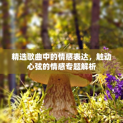 精选歌曲中的情感表达，触动心弦的情感专题解析