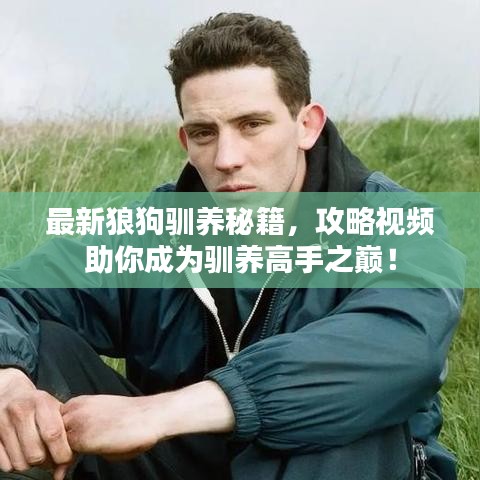 最新狼狗驯养秘籍，攻略视频助你成为驯养高手之巅！