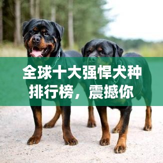 全球十大强悍犬种排行榜,震撼你的视觉!