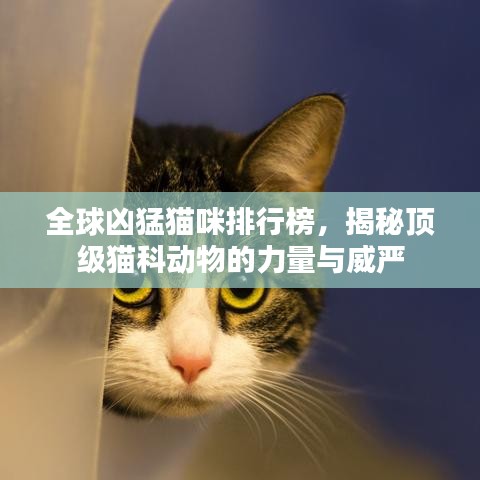 全球凶猛猫咪排行榜，揭秘顶级猫科动物的力量与威严