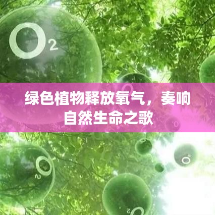 绿色植物释放氧气,奏响自然生命之歌
