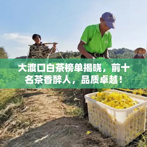 大渡口白茶榜单揭晓，前十名茶香醉人，品质卓越！