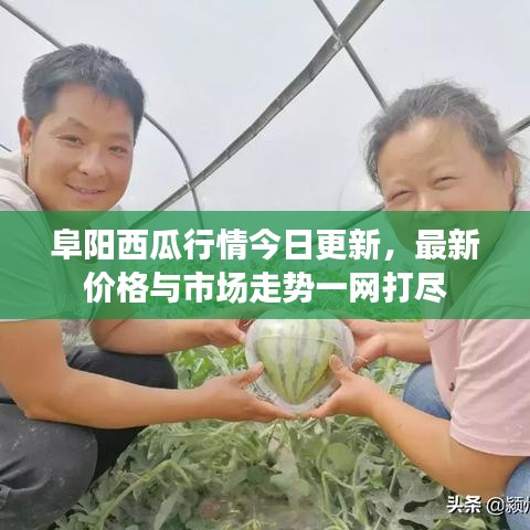 阜阳西瓜行情今日更新，最新价格与市场走势一网打尽