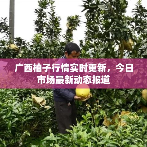 广西柚子行情实时更新，今日市场最新动态报道
