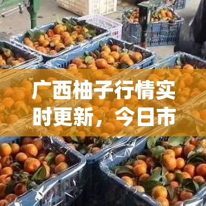 广西柚子行情实时更新,今日市场最新动态报道