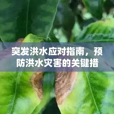 突发洪水应对指南，预防洪水灾害的关键措施