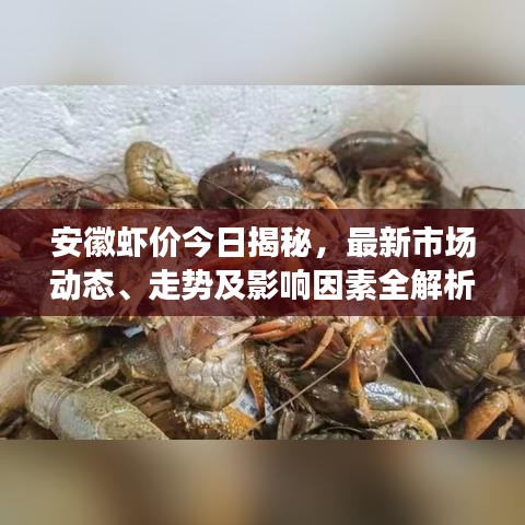 安徽虾价今日揭秘，最新市场动态、走势及影响因素全解析