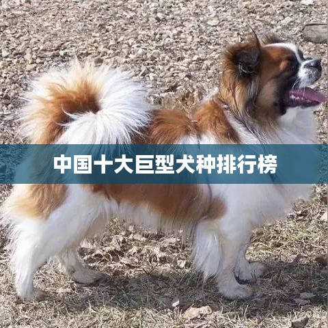 中国十大巨型犬种排行榜