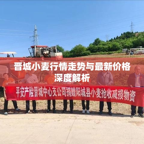 晋城小麦行情走势与最新价格深度解析