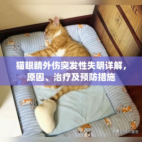 猫眼睛外伤突发性失明详解，原因、治疗及预防措施