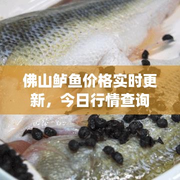 佛山鲈鱼价格实时更新，今日行情查询