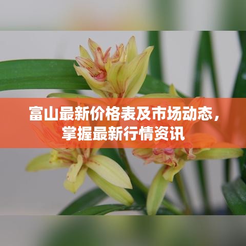 富山最新价格表及市场动态，掌握最新行情资讯