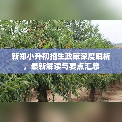 新郑小升初招生政策深度解析，最新解读与要点汇总