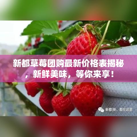 新都草莓团购最新价格表揭秘,新鲜美味,等你来享!