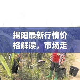 揭阳最新行情价格解读,市场走势与商品报价一网打尽