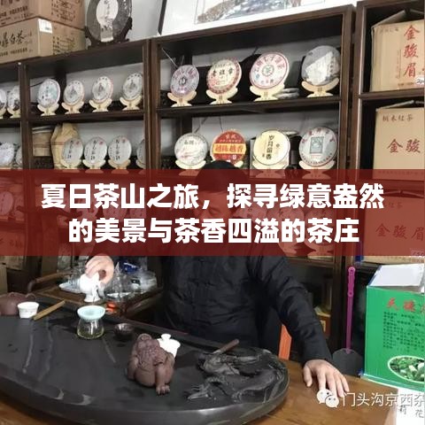 夏日茶山之旅，探寻绿意盎然的美景与茶香四溢的茶庄