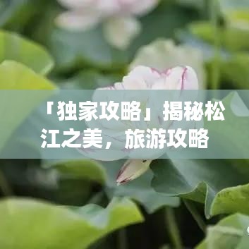 「独家攻略」揭秘松江之美，旅游攻略图助你畅游胜地！